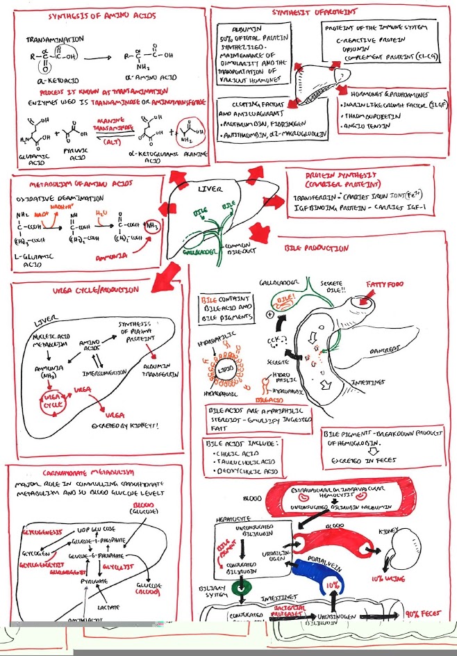 Liver physiology