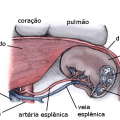 baco