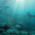 bajau