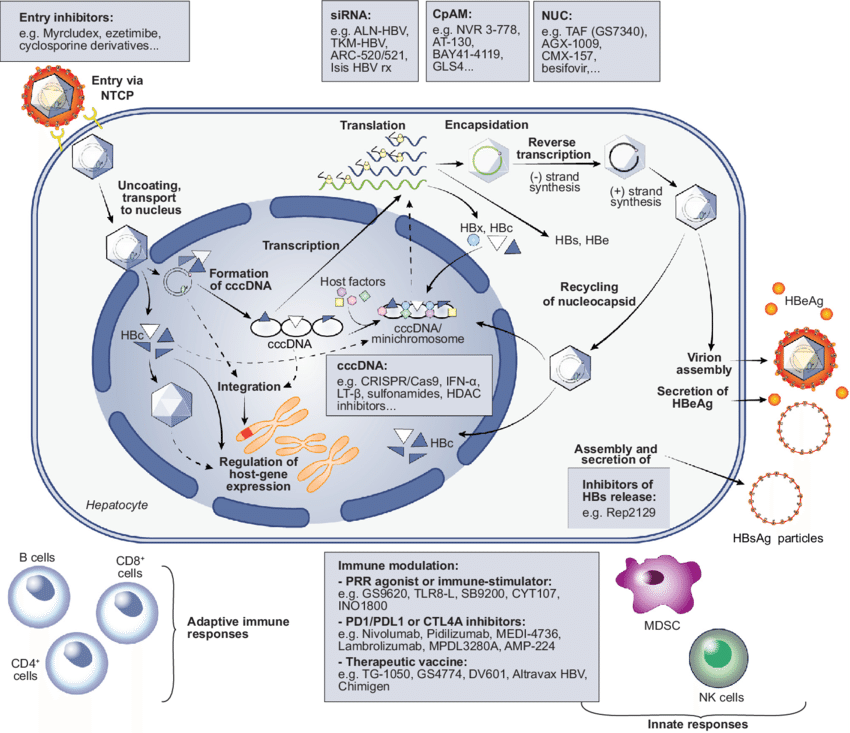 hbv-life-cycle-and-main-classes-of-antivirals-in-development