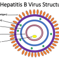 hepatitis-b-virus-structure