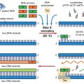 process-polymerase-chain-reaction