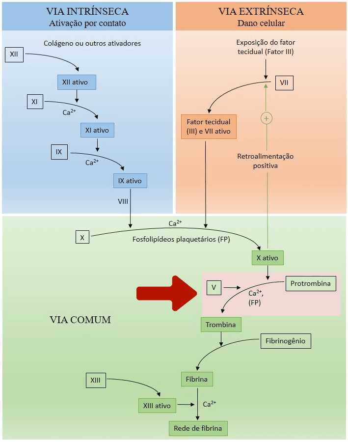 Cascata da coagulação.