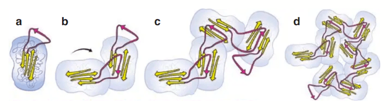 Sequência da alfa-1 antitripsina defeituosa formando polímeros (uma molécula gruda na seguinte, até formar uma molécula gigante que não funciona). Bergasa, 2022.