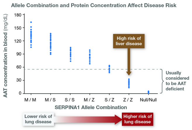 Risco de doença pulmonar (vermelho) e do fígado (marrom) para cada fenótipo. de Learn.Genetics